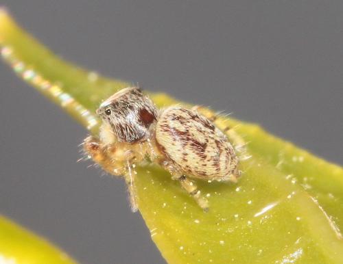 Macaroeris nidicolens